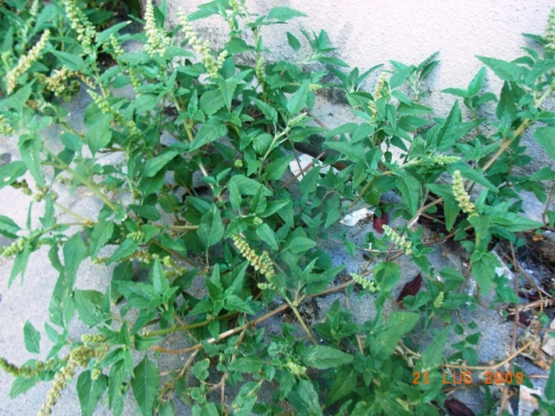 Amaranthus deflexus / Amaranto prostrato